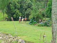 Passeio de Cavalo